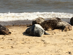 Seals at Horsey Beach